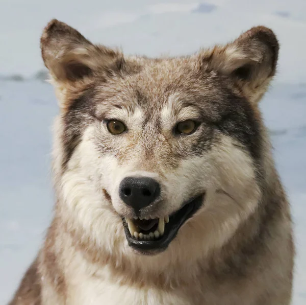 A Portrait of an Angry Arctic Wolf — Stock Photo, Image