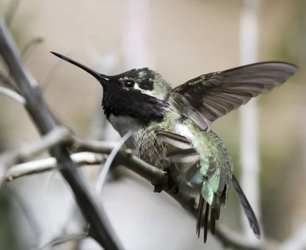 Um Hummingbird Masculino da Costa Empoleirado em um Ramo — Fotografia de Stock