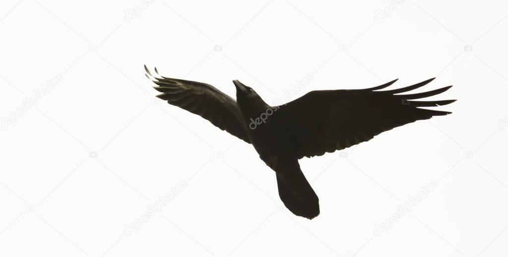 A Flying Raven Against White, Genus Corvus