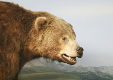 Grizzly Bear Head bir portre