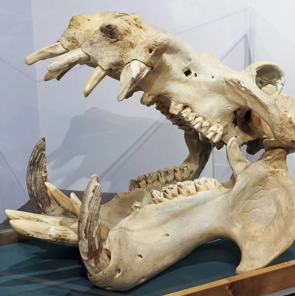 A Hippopotamus Skull, International Wildlife Museum, Tucson, Ari — Stock Photo, Image