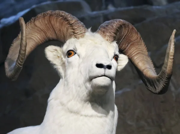 Um retrato de perto de uma ovelha bovina — Fotografia de Stock