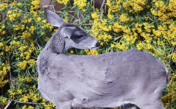 A kapatmak yukarıya-in katır geyiği — Stok fotoğraf