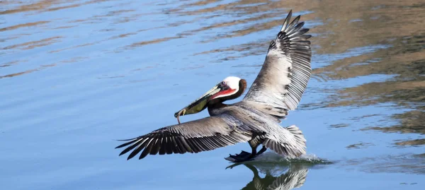 A Brown Pelican Catches a Fish with its Long Bill — Stock Photo, Image