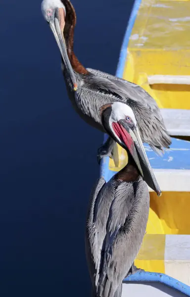 A Pair of Brown Pelicans on a Blue and Yellow Rowboat — Stock Photo, Image