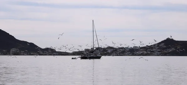 アジサシの群れを囲むヨット — ストック写真