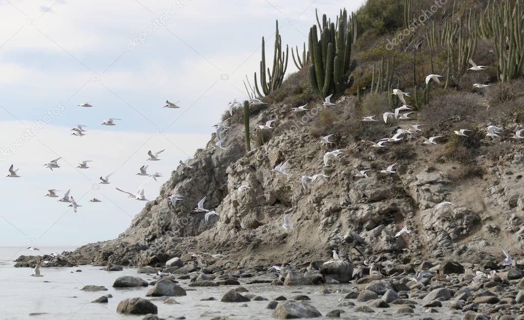 A Flock of Terns in Flight on a Desert Island