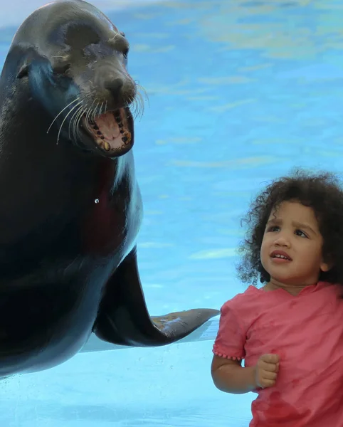 Маленькая девочка слушает, как морской лев рассказывает свою историю в Дельфинаре — стоковое фото