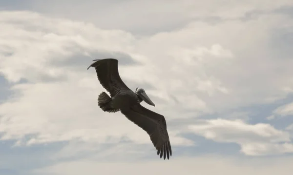 Un pellicano bruno che vola in un cielo parzialmente nuvoloso — Foto Stock