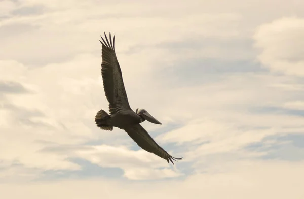 Um pelicano marrom voando em um céu parcialmente nublado — Fotografia de Stock