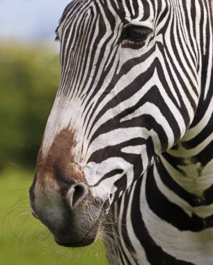 Bir Zebra Yüzü ve Bıyıklı Ağızlığın Yakın Çekimi, Equus Grevyi