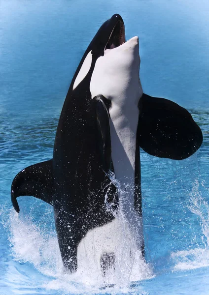 A Majestic Killer Whale Breaching — Stock Photo, Image