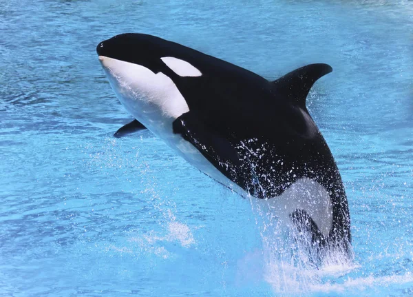 Majestic Killer Whale Breaching Blue Water — Stock Photo, Image