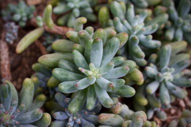 Kaktüs yaprak bitki ağaç doğa 