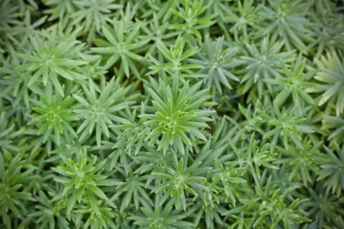 Kaktüs yaprak bitki ağaç doğa 