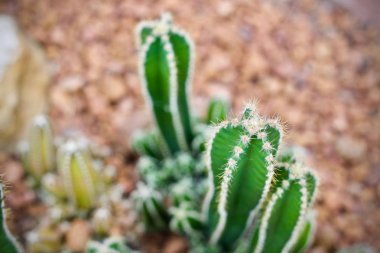 Kaktüs yaprak bitki ağaç doğa 