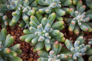 Kaktüs yaprak yeşil bitki doğa 