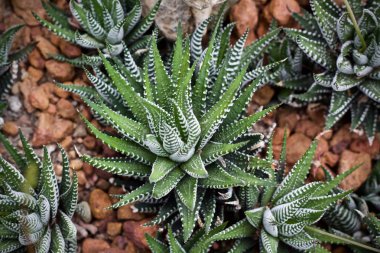 Kaktüs yaprak yeşil bitki doğa 