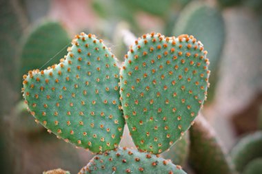 Kaktüs yaprak yeşil bitki doğa 