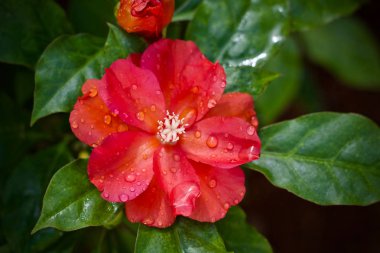 Çiçek yaprağı bitki ağaç doğa 