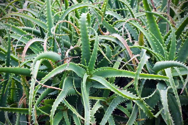 Cactus Folha Planta Árvore Natureza — Fotografia de Stock