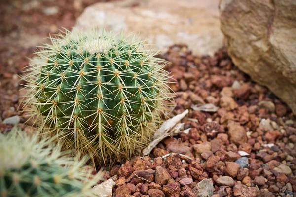 Kaktus Liść Natura Roślina Zielony — Zdjęcie stockowe