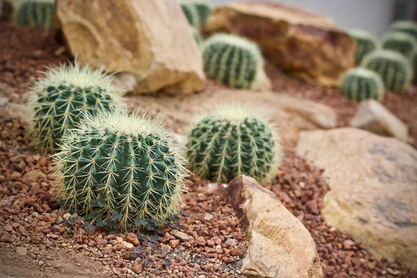 Kaktus Liść Natura Roślina Zielony — Zdjęcie stockowe