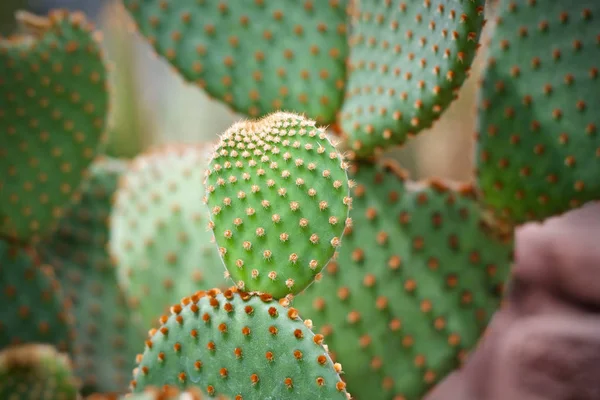 Cactus Folha Planta Verde Natureza — Fotografia de Stock
