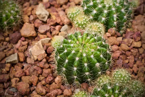 Kaktusz Levél Zöld Természet — Stock Fotó