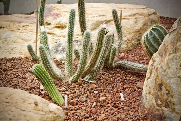 Cactus Leaf Grön Natur — Stockfoto