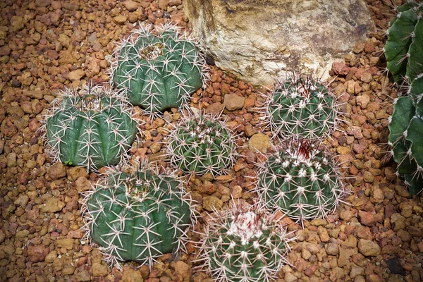 Kaktusz Levél Zöld Természet — Stock Fotó