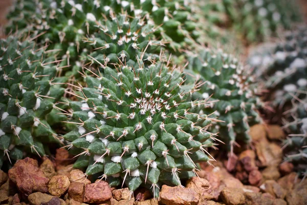 Hoja Cactus Verde Naturaleza —  Fotos de Stock