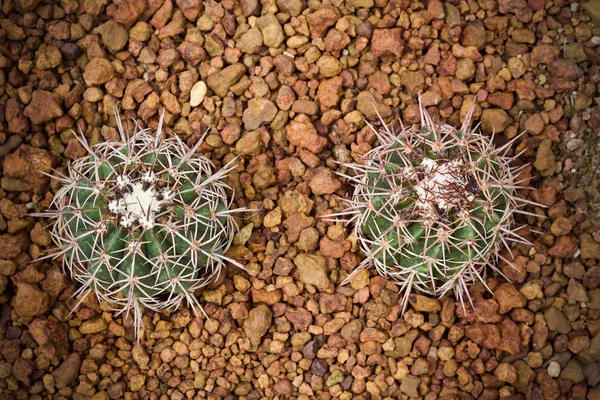 Natura Liść Zielony Kaktus — Zdjęcie stockowe