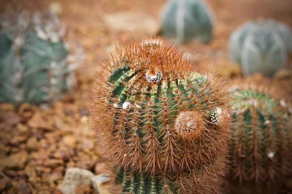 Kaktus Roślina Zielony Liść Natura — Zdjęcie stockowe