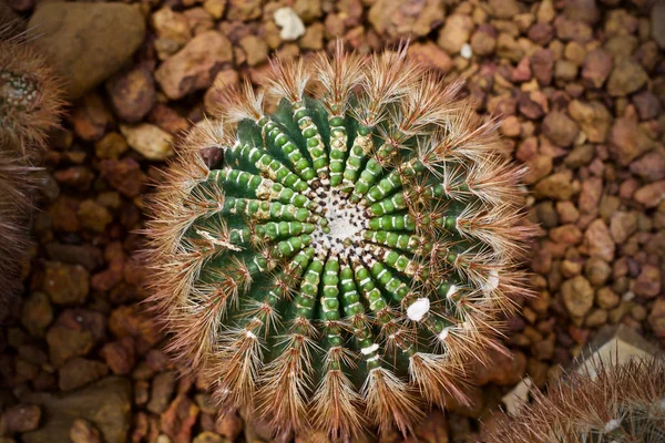 Kaktus Roślina Zielony Liść Natura — Zdjęcie stockowe