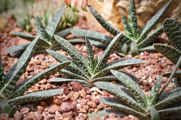 仙人掌植物叶绿色自然 — 图库照片