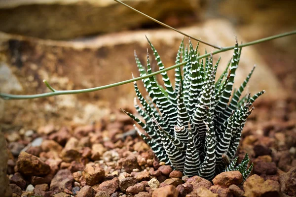 Cactus Planta Hoja Verde Naturaleza — Foto de Stock