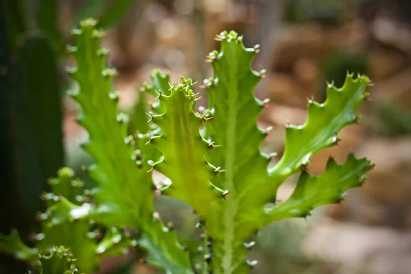 仙人掌植物叶绿色自然 — 图库照片