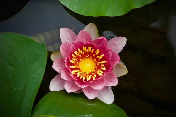 Lotus çiçek bitki doğa 