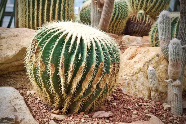 Kaktusz Leveles Növény Zöld Természet — Stock Fotó