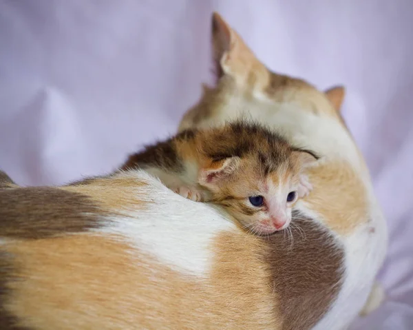 Kattunge Katt Baby Söta Djur — Stockfoto