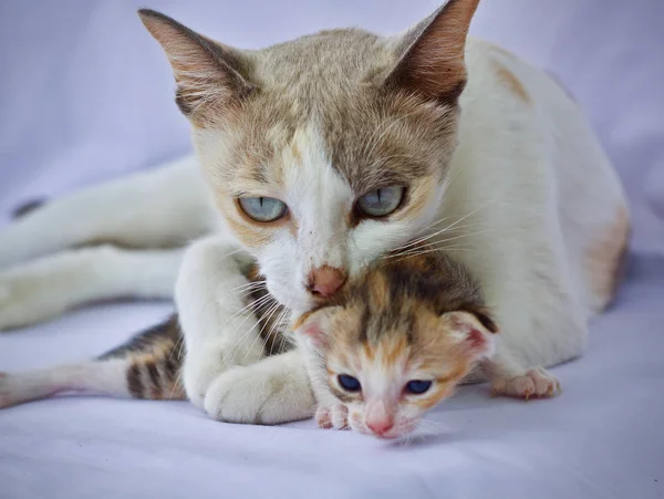 Kätzchen Katze Baby Niedliches Tier — Stockfoto