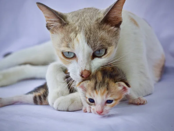 고양이 고양이 귀여운 — 스톡 사진