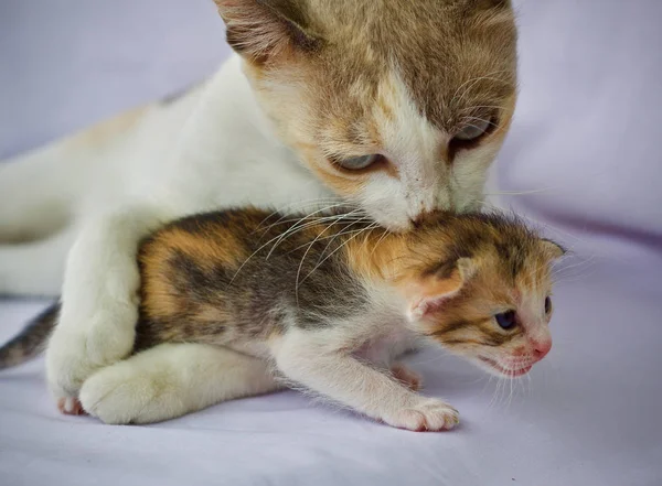 猫咪猫宝宝可爱的动物 — 图库照片