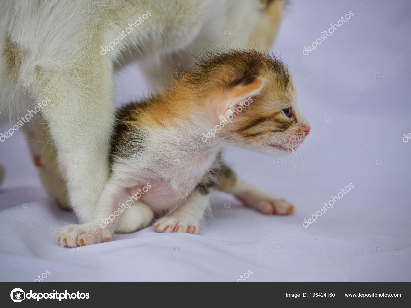 子猫猫かわいい動物の赤ちゃん ストック写真 C Incubus 2525 Hotmail Com