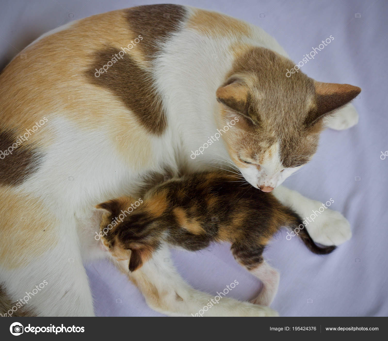 Chaton Chat Bebe Mignon Animal Image Libre De Droit Par Incubus 2525 Hotmail Com C Chaton Chat Bebe Mignon Animal Image Libre De Droit Par Incubus 2525 Hotmail Com C