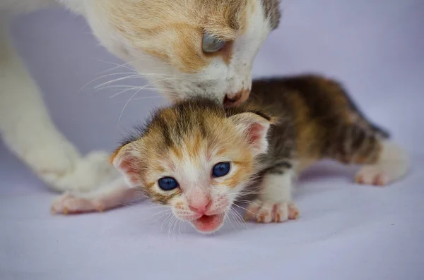 Chaton Chat Bébé Mignon Animal — Photo