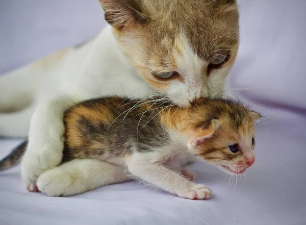 Kitten Kat Baby Schattige Dier — Stockfoto