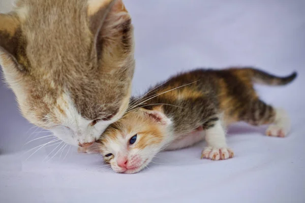 Kattunge Katt Baby Söta Djur — Stockfoto