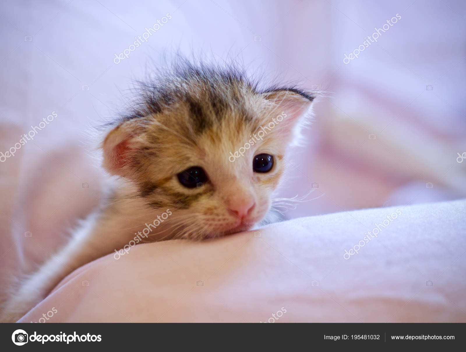 Chaton Bebe Mere Chat Animal Image Libre De Droit Par Incubus 2525 Hotmail Com C Chaton Bebe Mere Chat Animal Image Libre De Droit Par Incubus 2525 Hotmail Com C